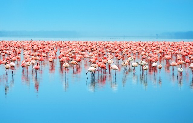 Flocks of flamingo. Africa. Kenya. Lake Nakuru